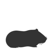 Guinea Pig